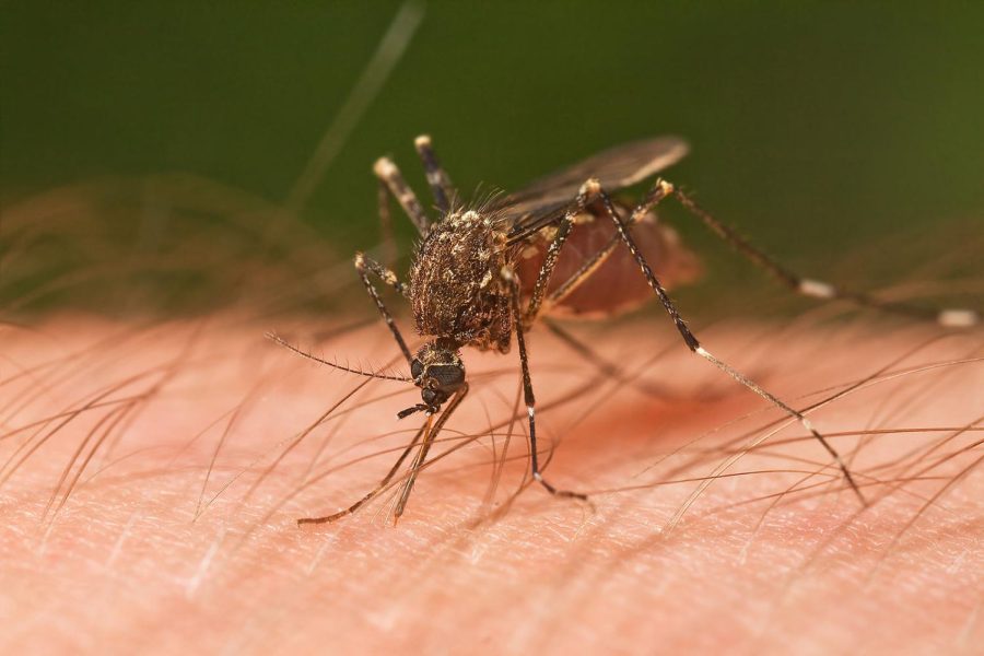  Mosquito fumigation, Mosquito fumigation in Kenya, mosquito fumigators, mosquitoes control